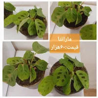 گلهای آپارتمانی|گل و گیاه طبیعی|رشت, پل تالشان|دیوار
