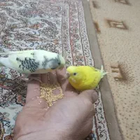مرغ عشق نر و ماده