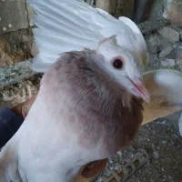 کبوتر|پرنده|سرپل ذهاب, |دیوار