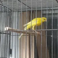 جفت قناری آماده