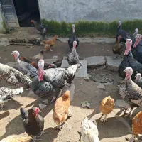 بوقلمون|حیوانات مزرعه|کومله, |دیوار