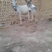 دوعددالاغ ودوعددکره نروماده گله ای به شرط|حیوانات مزرعه|گلپایگان, |دیوار