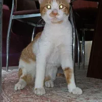 واگذاری گربه شناسنامه داره واکسن خورده رایگان رایگ