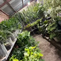 تخفیف گیاه اپارتمانی به مناسبت افتتاح گلخانه