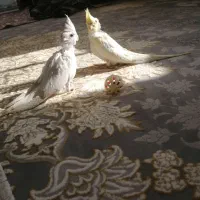 عروس هلندی|پرنده|رشتخوار, |دیوار