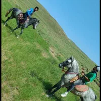 اسب نریان