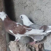 کبو.تر