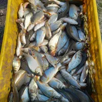 پخش عمده بچه ماهی سفید کپور قزل آلا|ماهی|سنندج, |دیوار