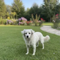 واگذاری سگ اشپیتز میکس یا کوکونی نژاد یونانی|سگ|اصفهان, بوستان ناژوان|دیوار