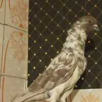 طوقی سیاه/سوسکی