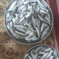 ماهی مینگ