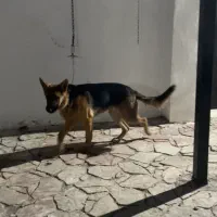 سگ ژرمن ف مناسب|سگ|اردبیل, |دیوار