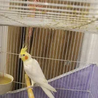 عروس هلندی لوتینو (نر)