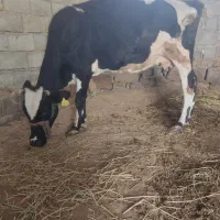 گاو خارجی|حیوانات مزرعه|شادگان, |دیوار