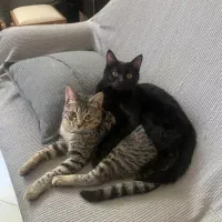 واگذاری رایگان DSH