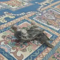 جوجه عروس هلندی|پرنده|کوثر, |دیوار