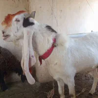بز گلابی|حیوانات مزرعه|شیراز, فخرآباد (دروازه کازرون)|دیوار