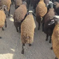 فروش بره ماده نژاد شال همگی دو قلو زا|حیوانات مزرعه|آباده, |دیوار