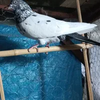 کبوتر نر|پرنده|اطاقور, |دیوار