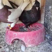 زاغ ماده چشم سفید چنگ سفید