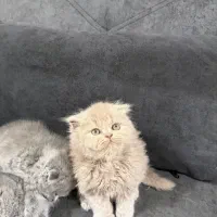گربه