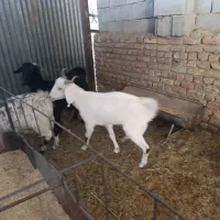 گوسفند فروشی