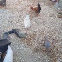 فروش مرغ و جوجه|حیوانات مزرعه|یاسوج, |دیوار