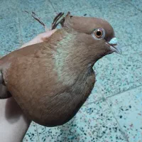 کبوتر سرخ ماده و زرد نر