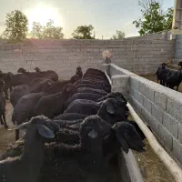 پخش دام و گوسفند زنده به تمام نقاط تهران|حیوانات مزرعه|تهران, مهران (سیدخندان)|دیوار