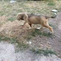 توله پژدر اصل ماده