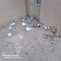 تعدادی کبوتر درشت|پرنده|کبودرآهنگ, |دیوار