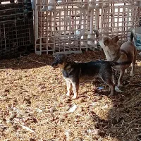 سگ پاکوتاه میکس نر