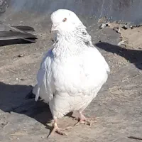 ۵طوق کبوتر یکجای دونه ۱۰۰مقطوع..