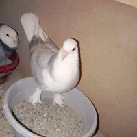 کفتر هما سرور|پرنده|صباشهر, |دیوار