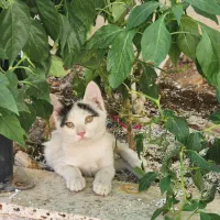 واگذاری رایگان گربه سه ماهه