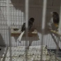 فنچ قناری سهره|پرنده|شیروان (خراسان), |دیوار