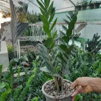 زامفولیا سبز درجه 1