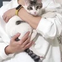گربه پارک بهار