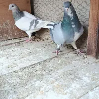 دمگیر نروماده خرقه|پرنده|پیر بکران, |دیوار