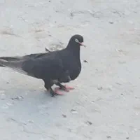 قناری
