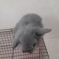 خرگوش|موش و خرگوش|قائمشهر, |دیوار