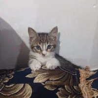 واگذاری گربه