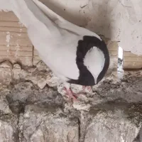 خروس طوقی ماده سیاه مهر