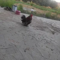 خروس پاکوتاه تزینی