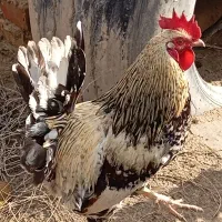 خروس گلین|حیوانات مزرعه|گرمخان, |دیوار