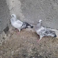 کبوتر گراف|پرنده|مشهد, انصار|دیوار