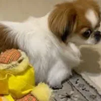 پکینیز سگ کاملا تمیز با همه وسایل