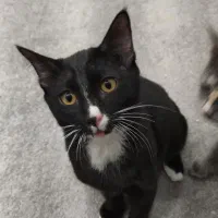 واگذاری گربه