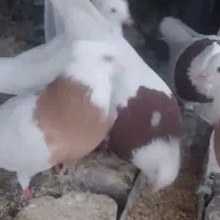 کبوتر طوقی