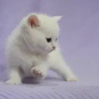 بچه های بریتیش اصیل(چهارباغ بالا)|گربه|اصفهان, باغ زرشک|دیوار